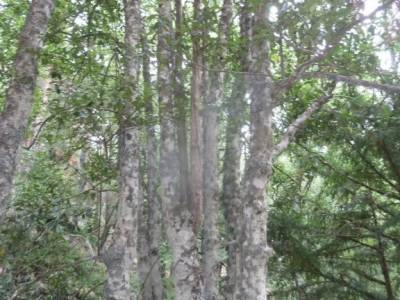 Canencia-Mojonavalle-Sestil de Maillo;actividades para hacer en madrid sierra nevada senderismo equi